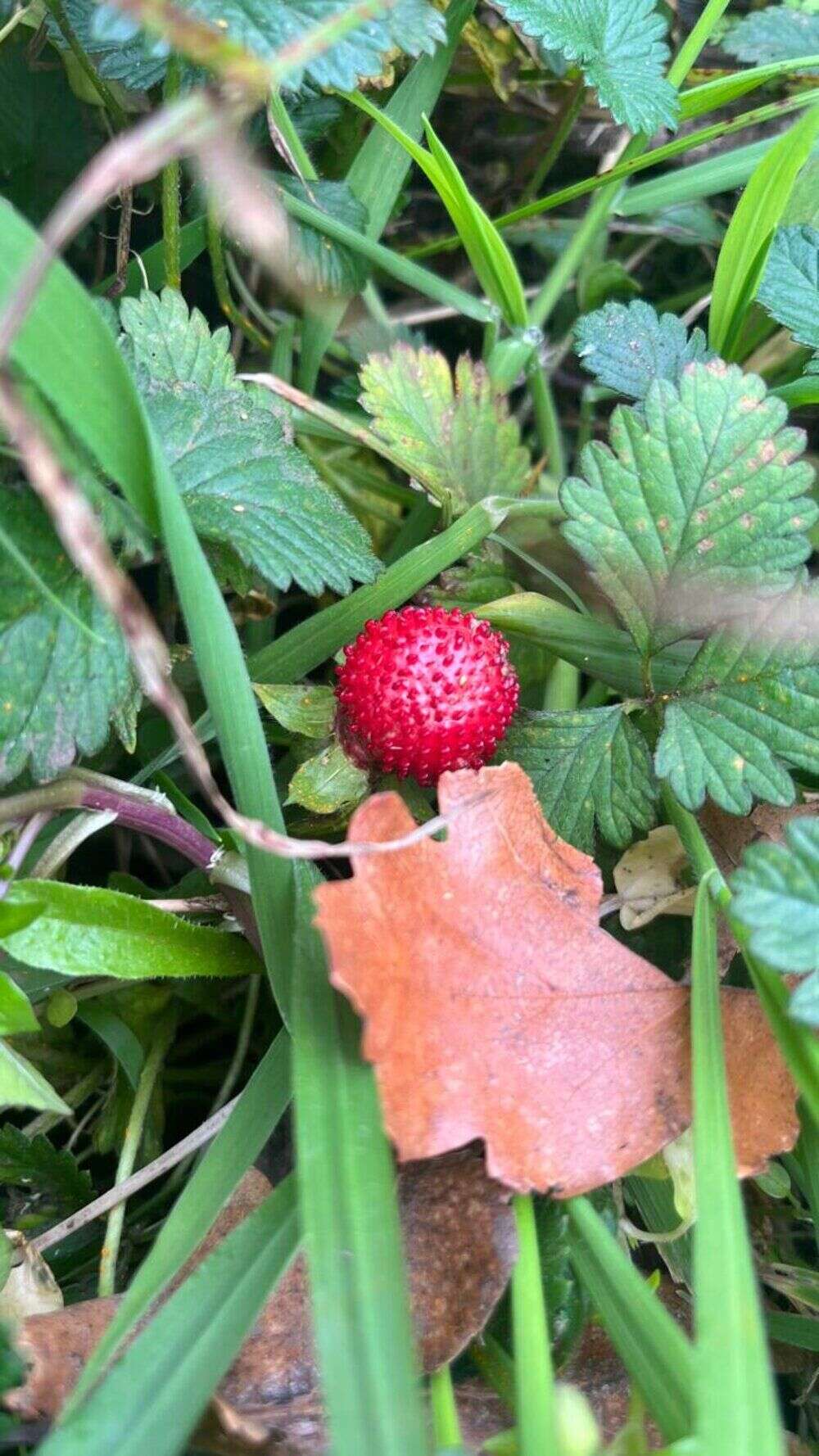 Wild Strawberry - Weedopedia - main image